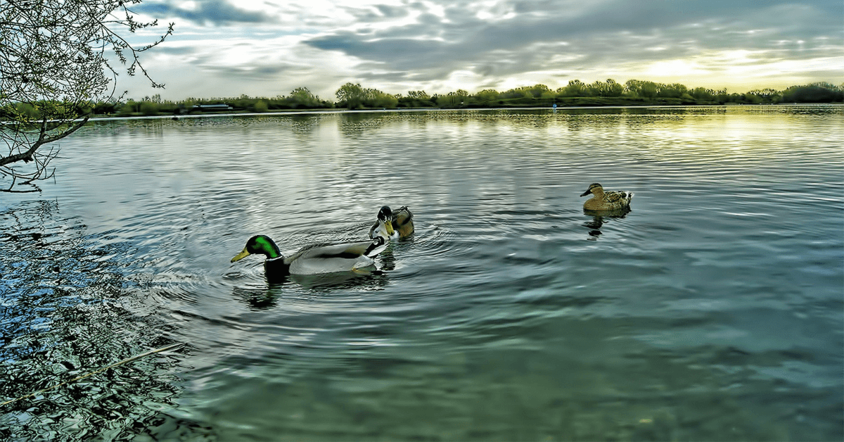 Featured Image for Hunting the Duck Flyways in North America